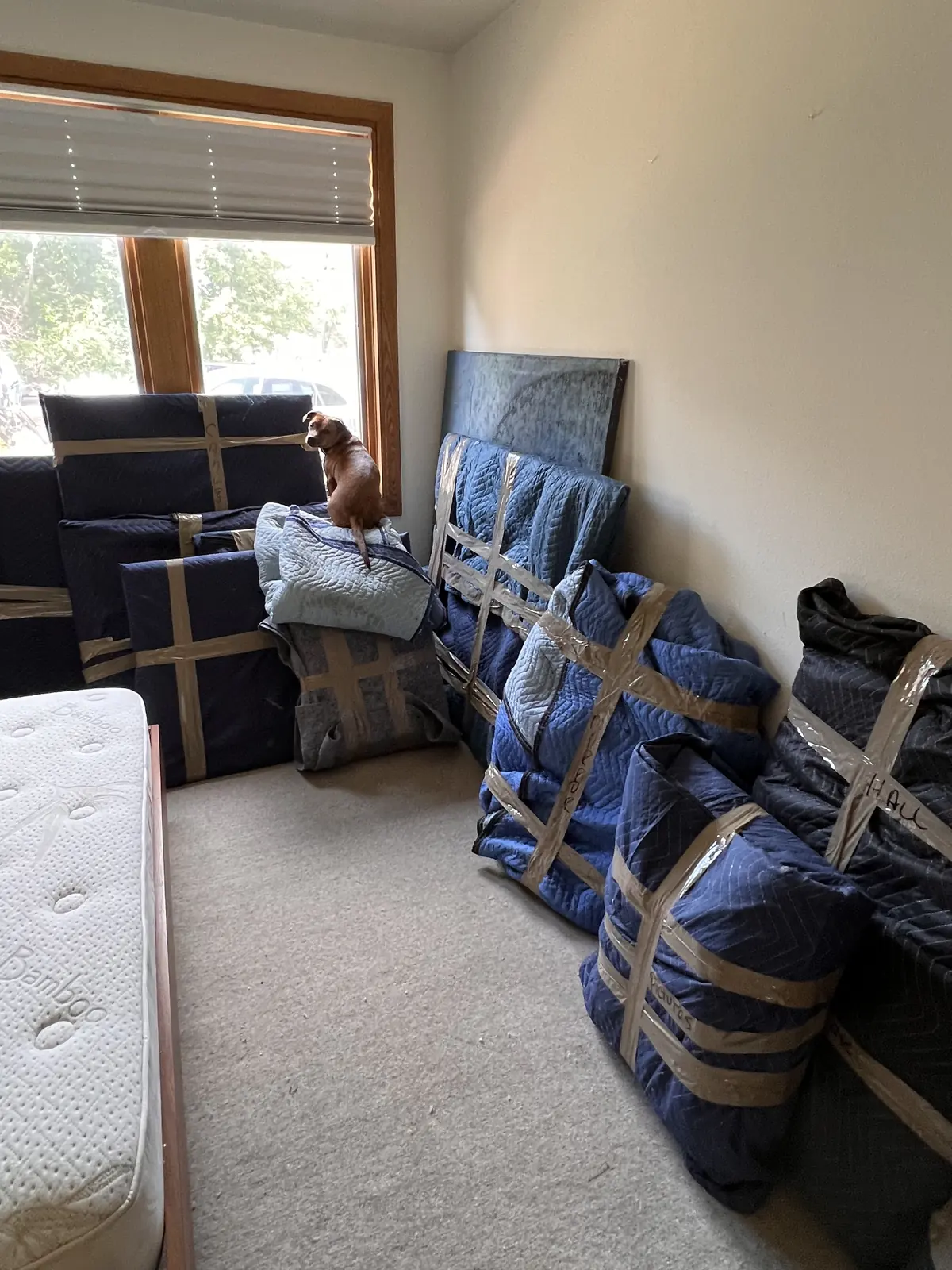 Blue moving blankets taped around furniture in a room, with a small dog nearby
